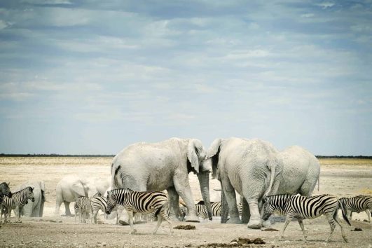 Namibia wildlife and culture
