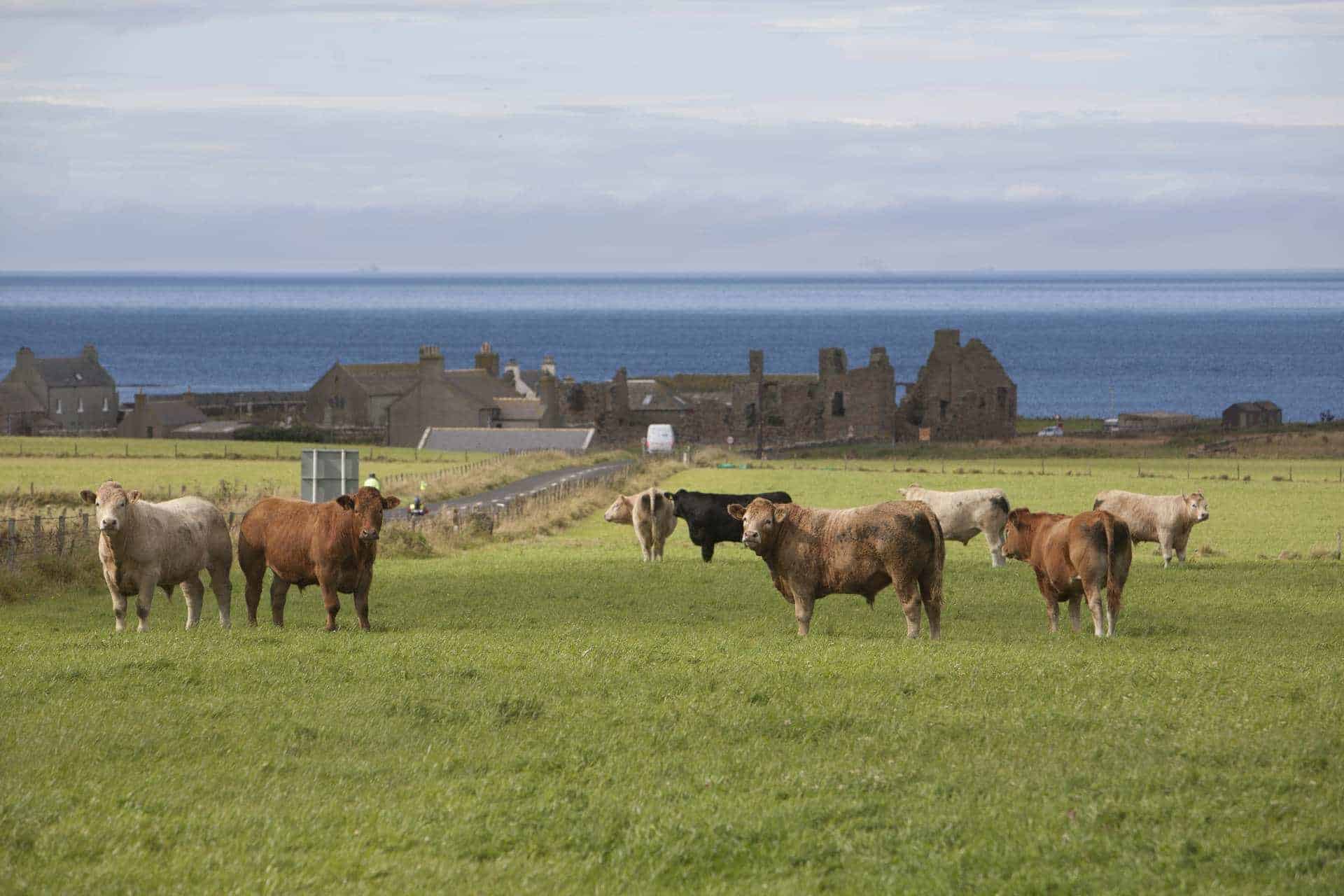 Highland cattle in Scotland