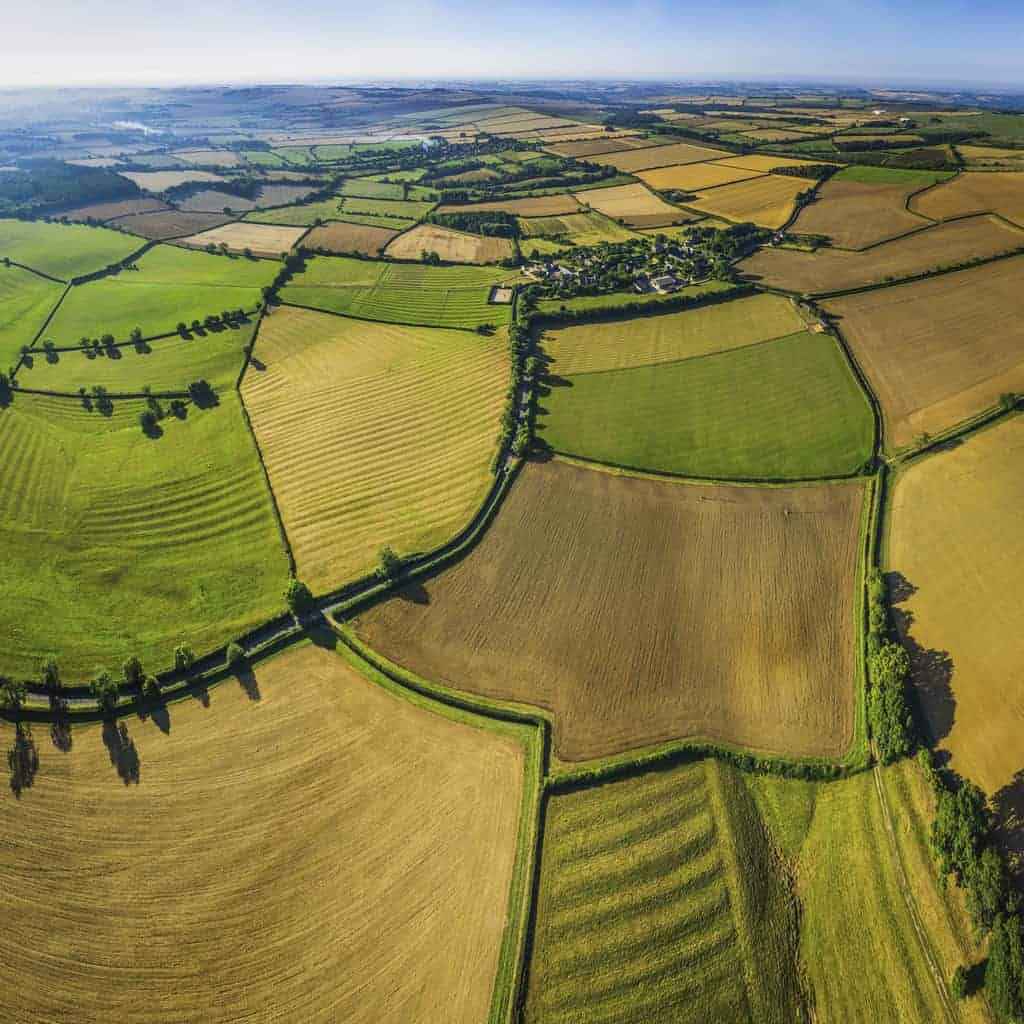 farmland, wheat crops