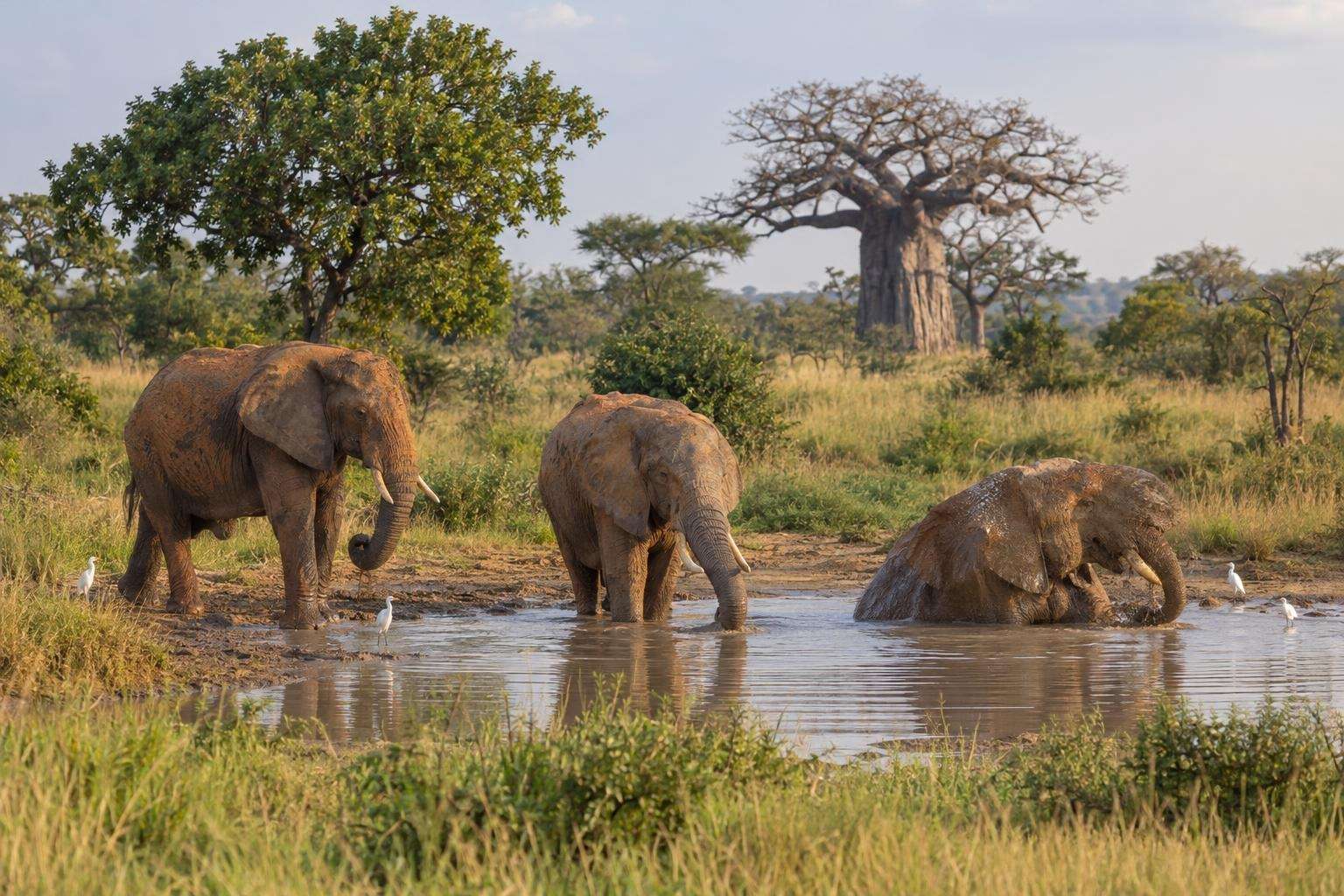 Damongo on Explore the History, Culture & Wildlife of West Africa: Ghana, Togo & Benin