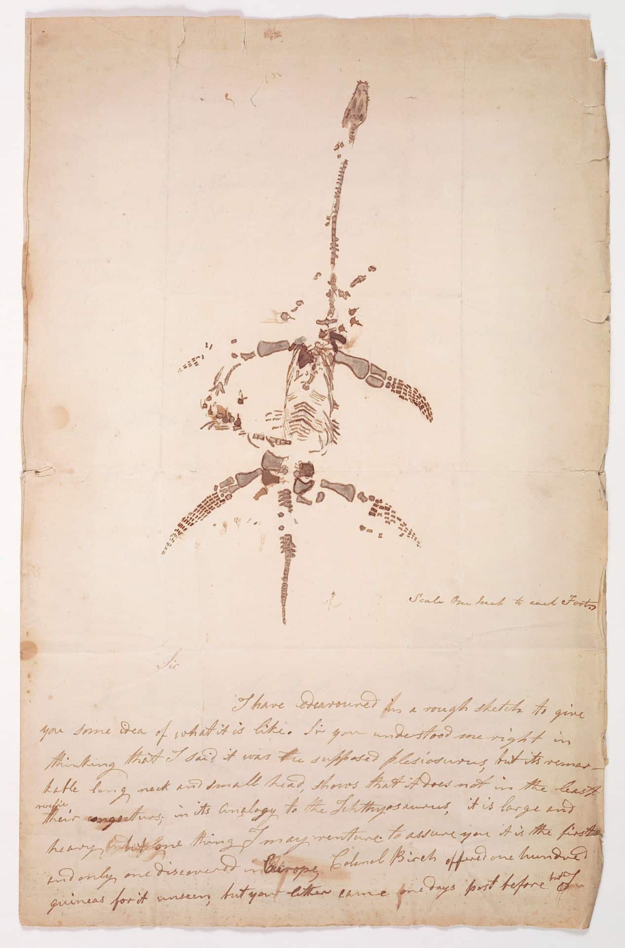 Mary Anning letter
