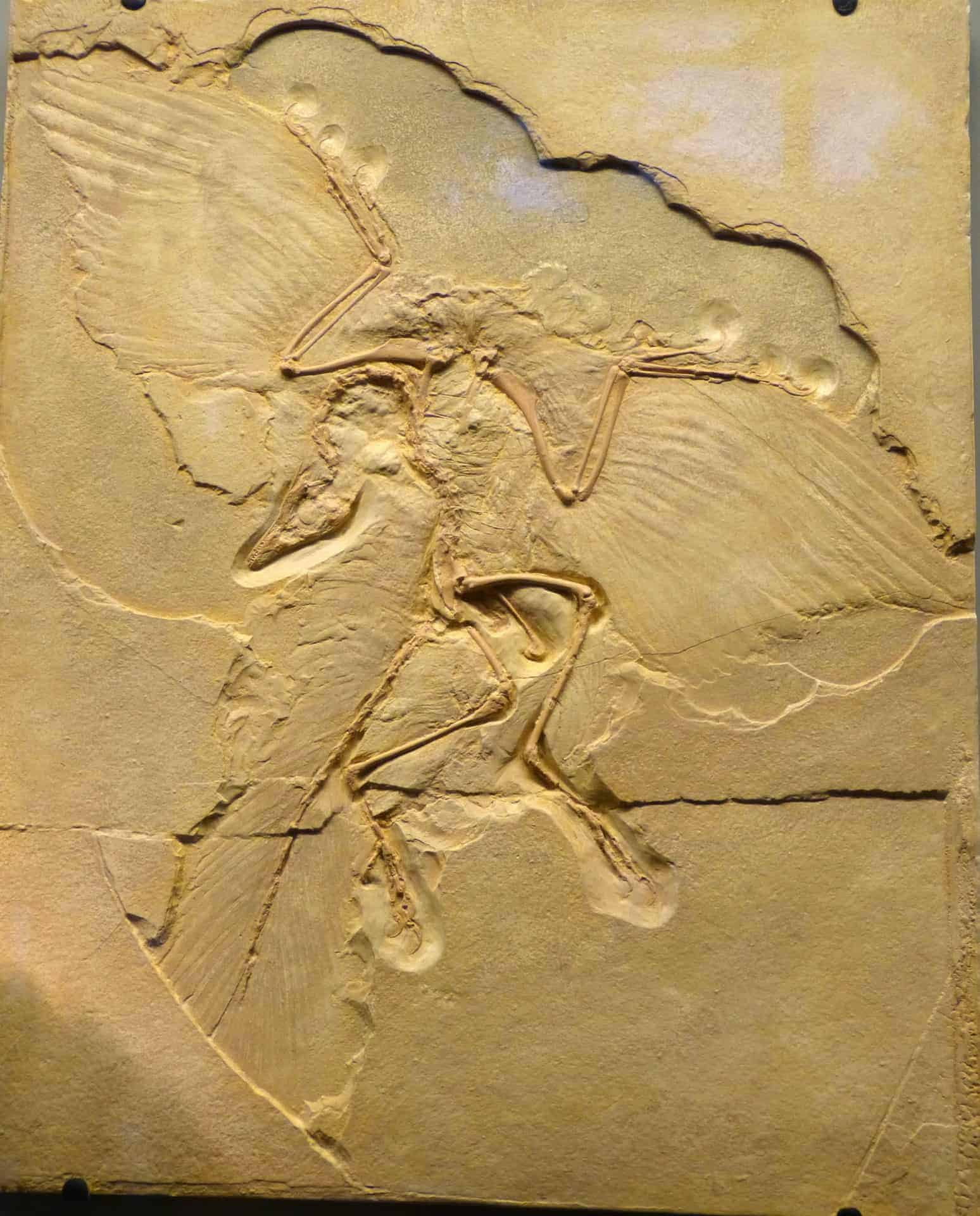 Archaeopteryx lithographica