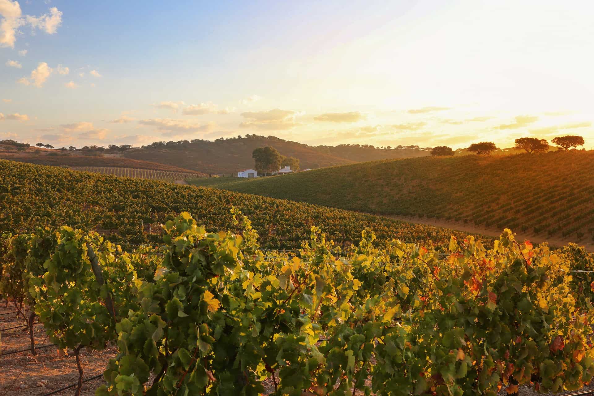 A winery in Alentejo