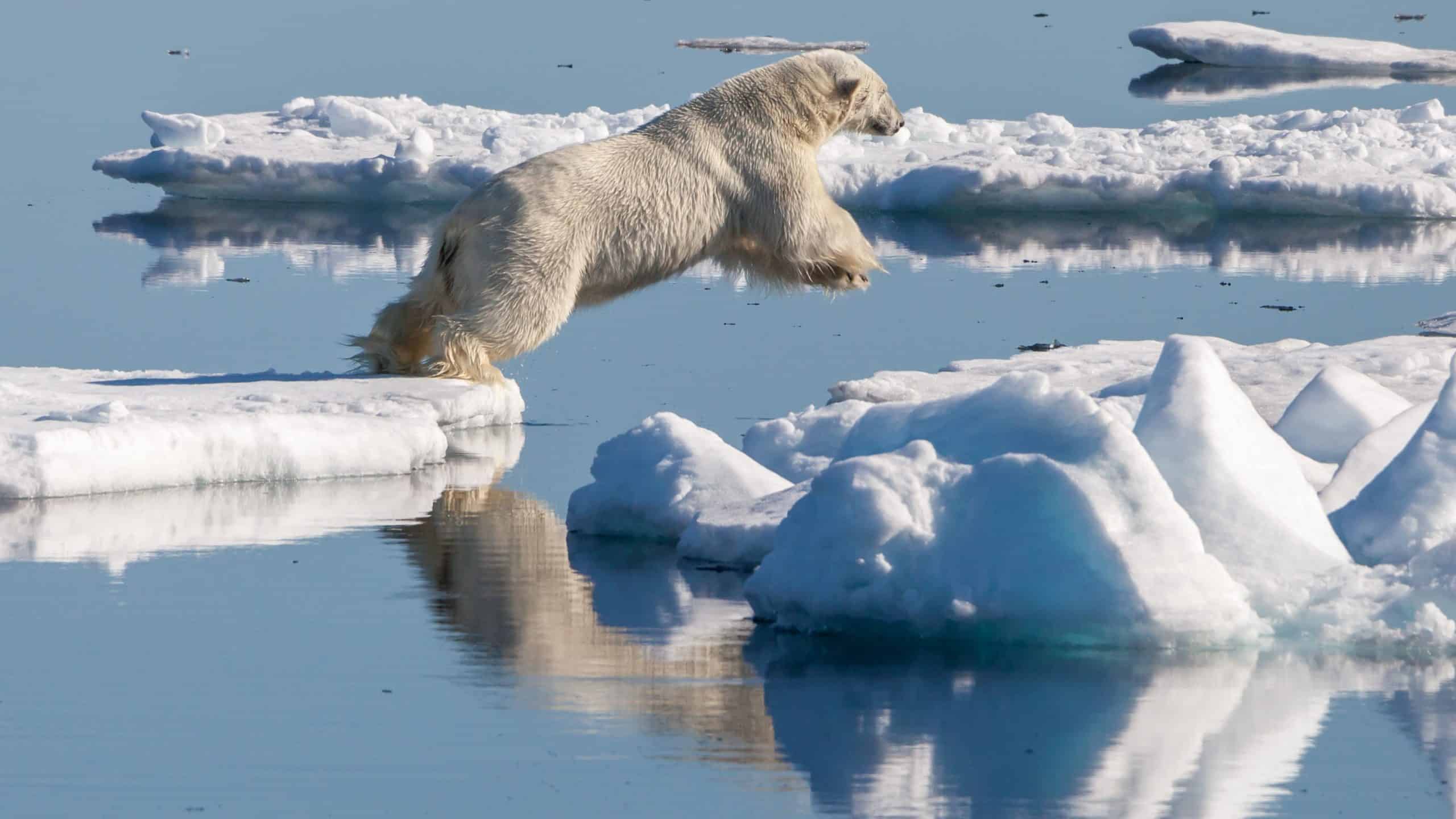 Polar Bear in Norway