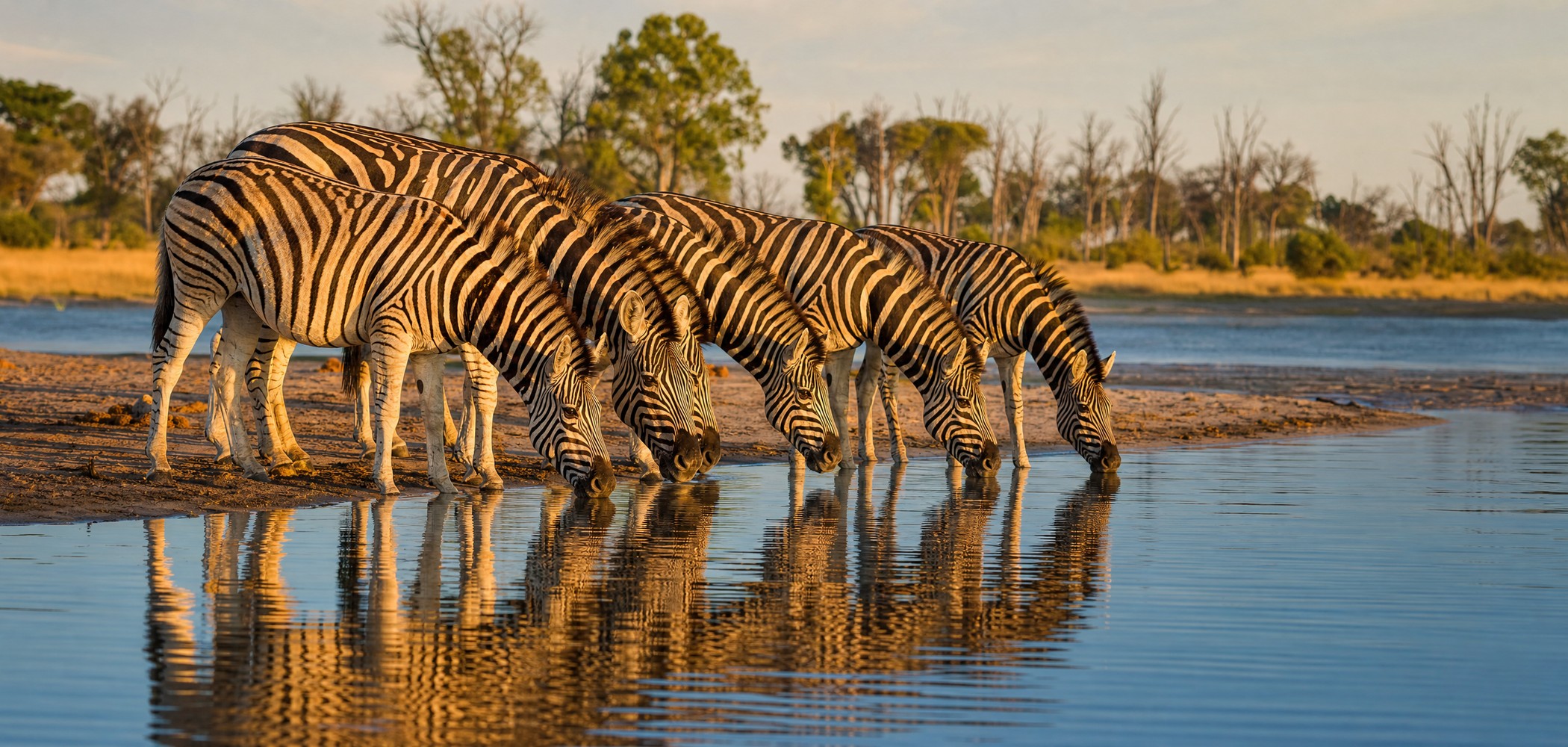 People-free editorial wildlife view of 06 Chobe Zebra Waterhole.