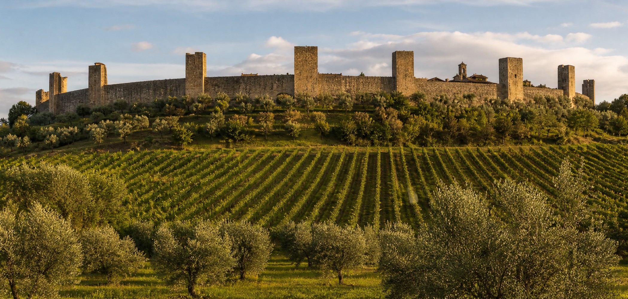 People-free editorial view of Monteriggioni Vineyard.