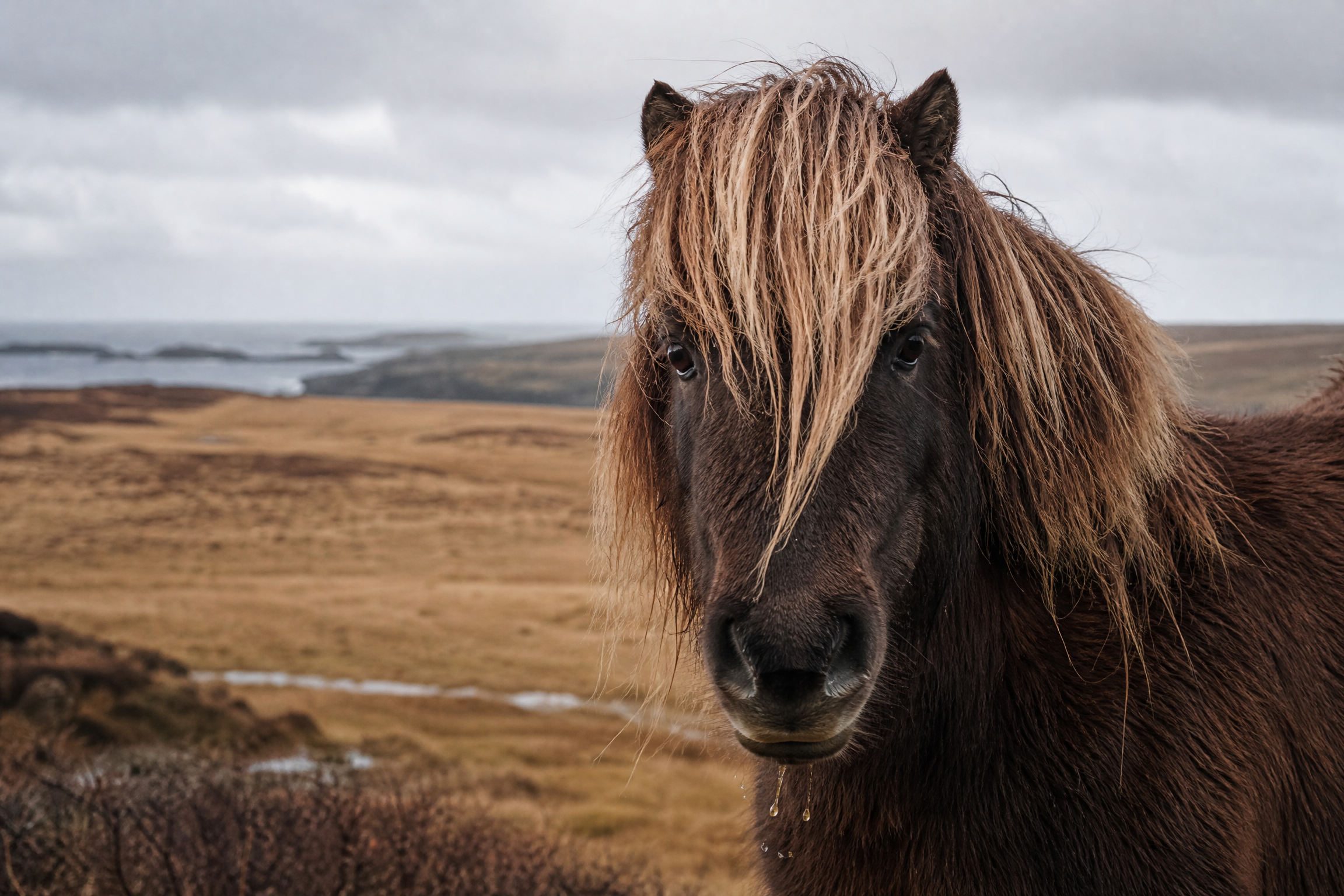 Close-up winter portrait of a Shetland pony with its thick coat on the Shetland Islands, Scotland