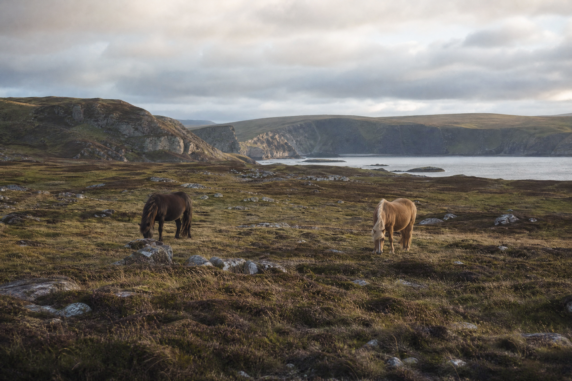 Two Shetland ponies grazing on open coastal moorland on the Shetland Islands, Scotland