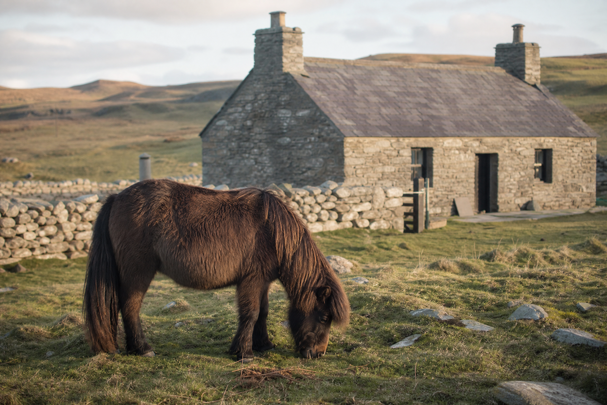 Shetland pony grazing beside a traditional stone croft on the Shetland Islands, Scotland