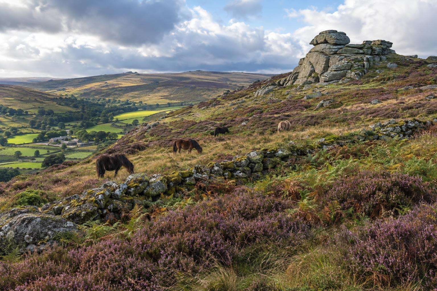 Granite tor, heather moorland and grazing ponies on Dartmoor in Devon.