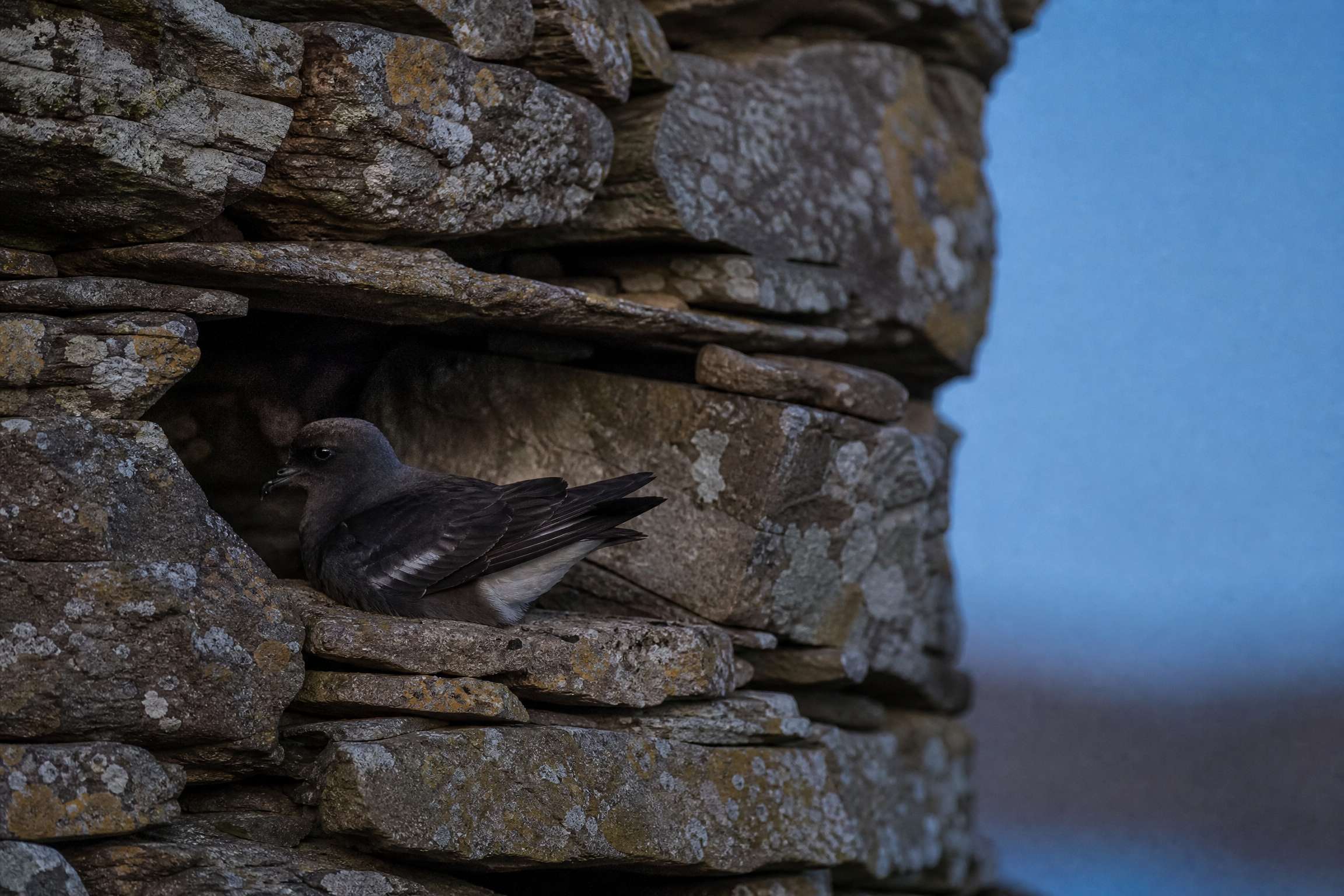 European storm petrel nesting in a cavity of the drystone wall at Mousa Broch, Shetland