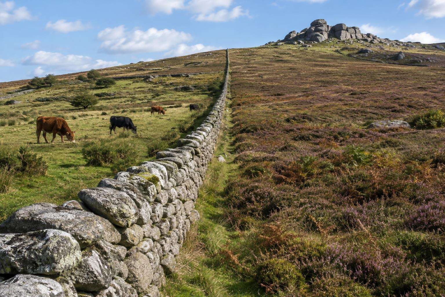 A long granite boundary wall dividing an enclosed newtake from open common moorland on Dartmoor, Devon.