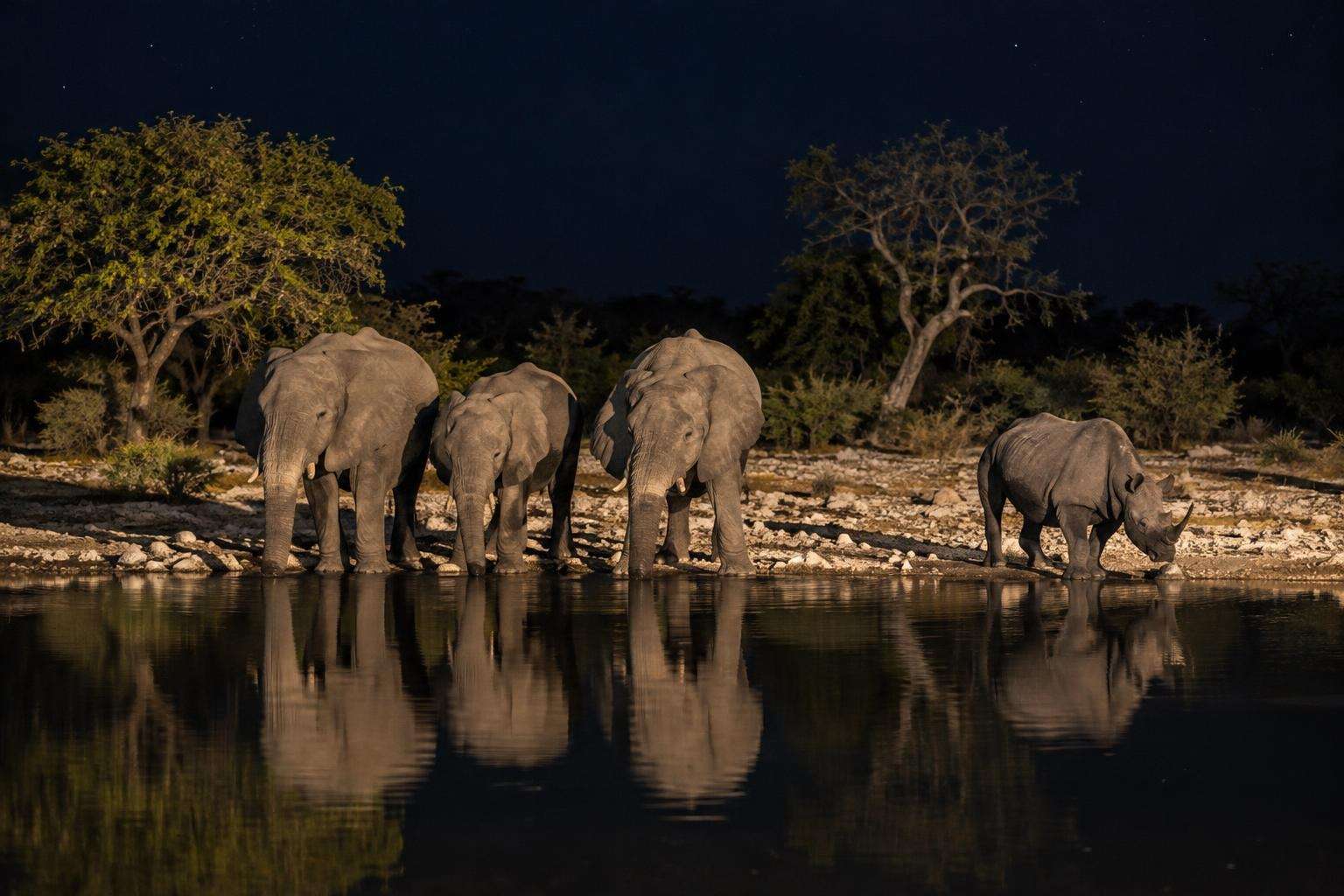 Etosha Heights reserve, elephants and a black rhino at a floodlit waterhole at night