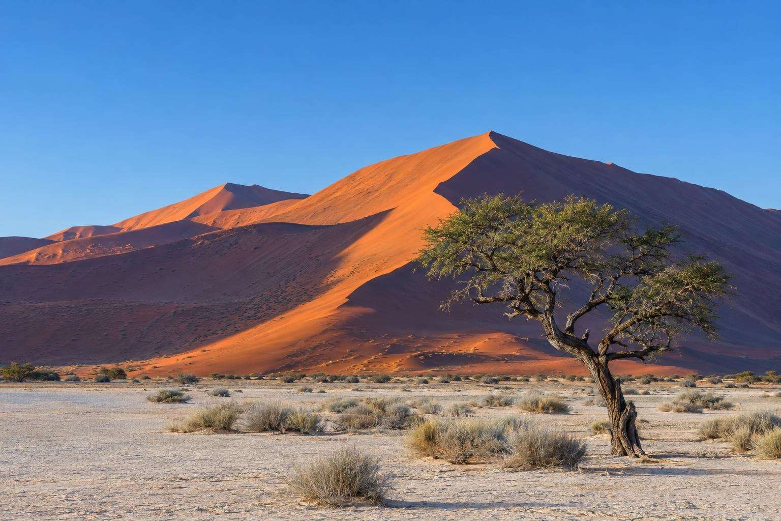 Sossusvlei red star dunes at sunrise in the Namib Desert, with a lone camel thorn tree on the clay pan
