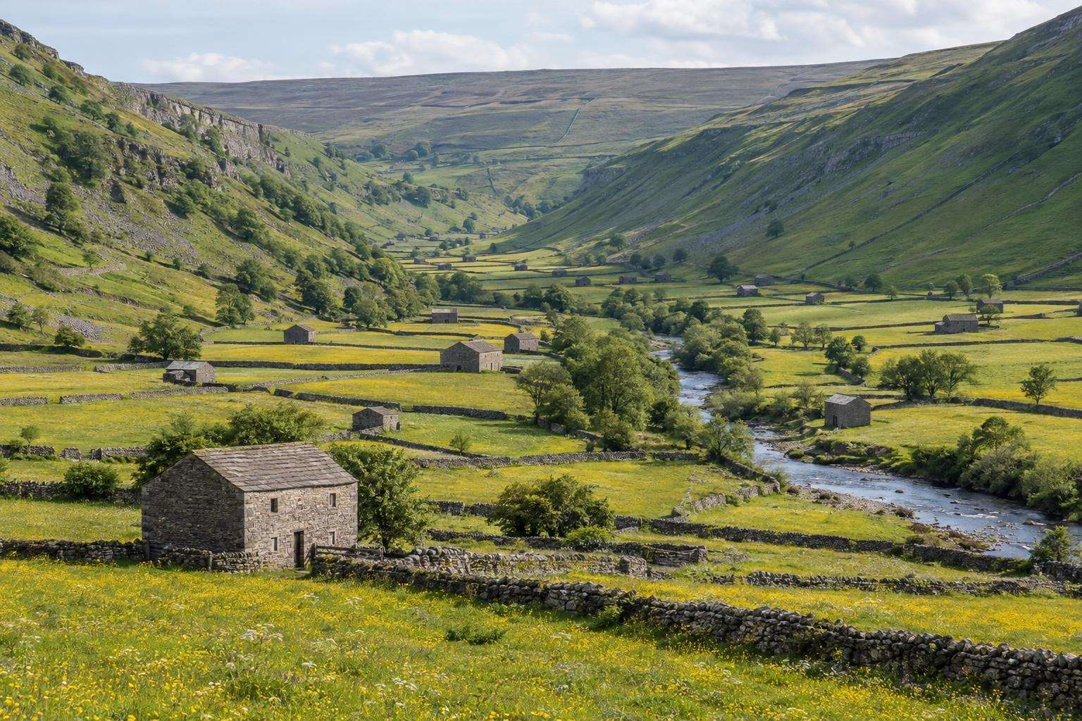 Buttercup hay meadows divided by dry-stone walls with a stone field barn in almost every field in upper Swaledale, Yorkshire Dales.