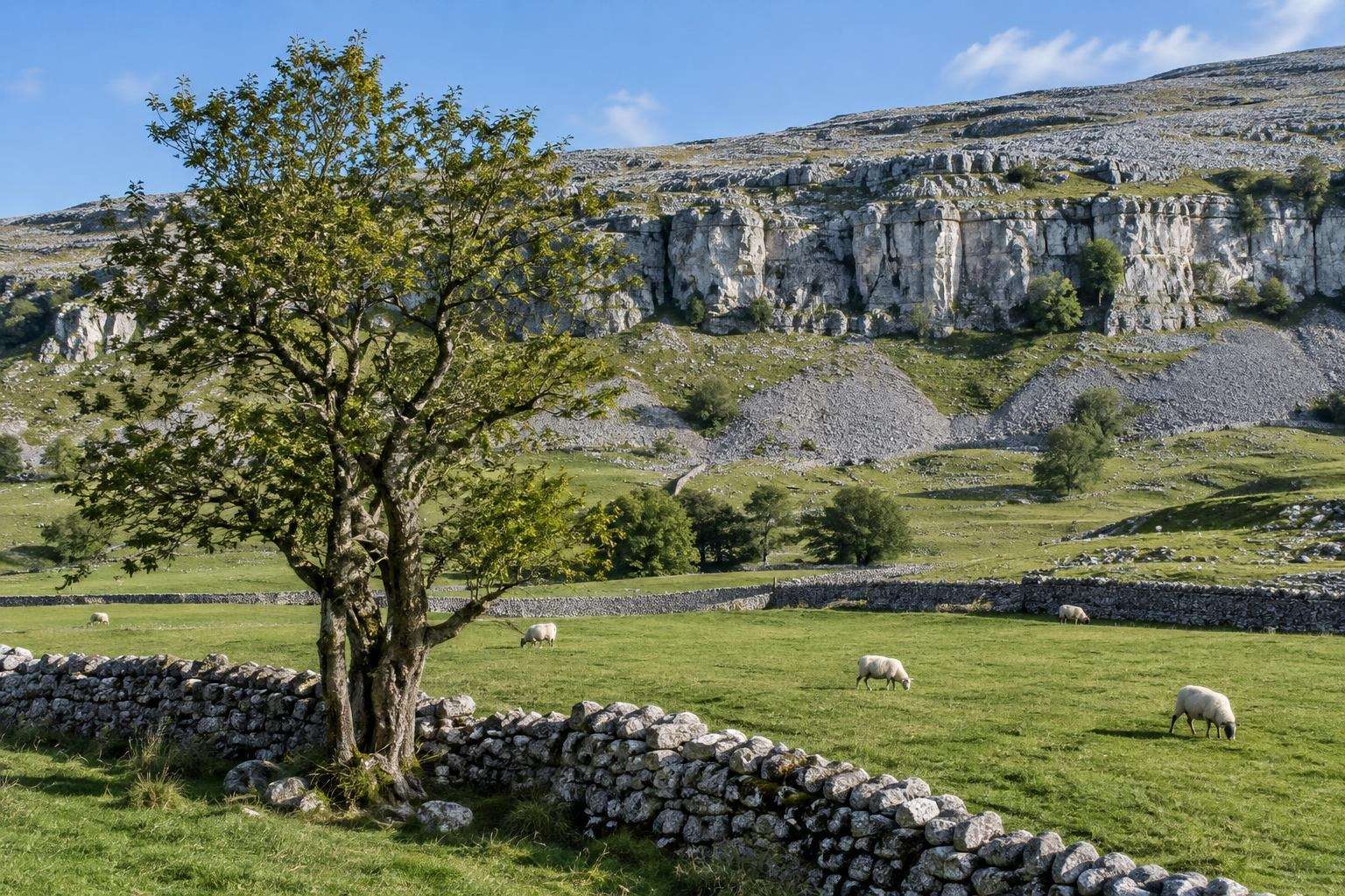 Pale limestone dry-stone walls crossing sheep pasture below white limestone scars near Settle, North Yorkshire.